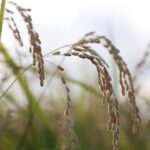 稲穂