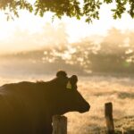 食と健康　黒毛和牛