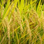 完全栄養食　玄米